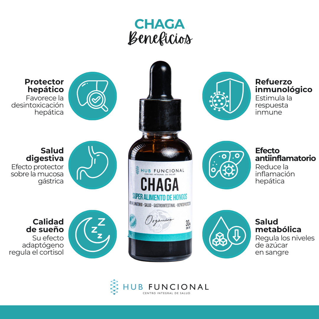 Chaga Hongo Medicinal Hub Funcional